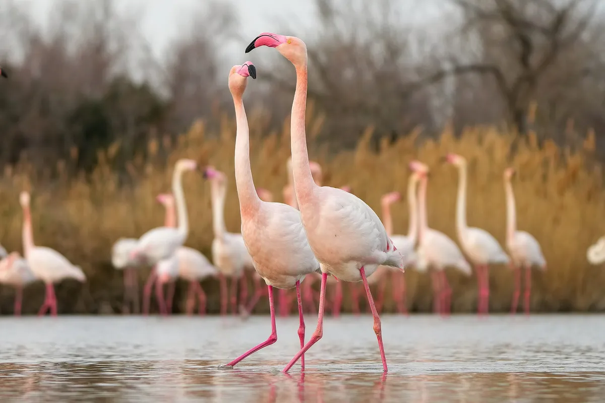 Aviario Nacional de Colombia — flamencos